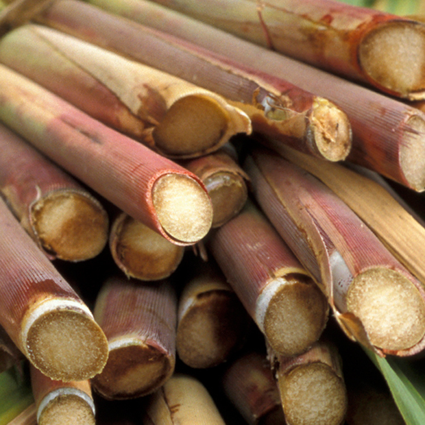 sugarcane-preview